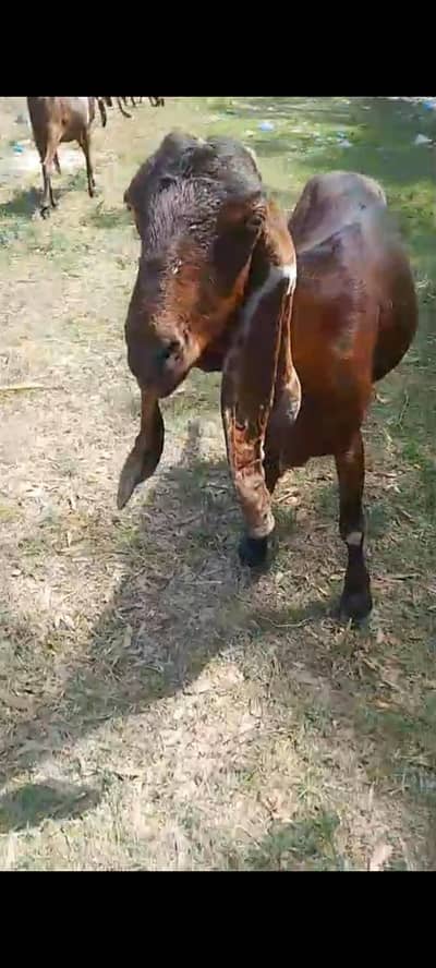 Beetal Goats urgent for sale