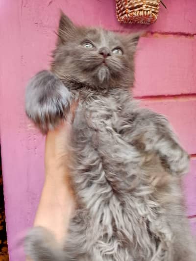 cat four sale Persian cat