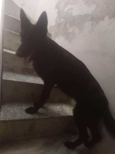 german shepherd black