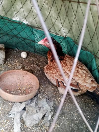 Aseel hen & chicks