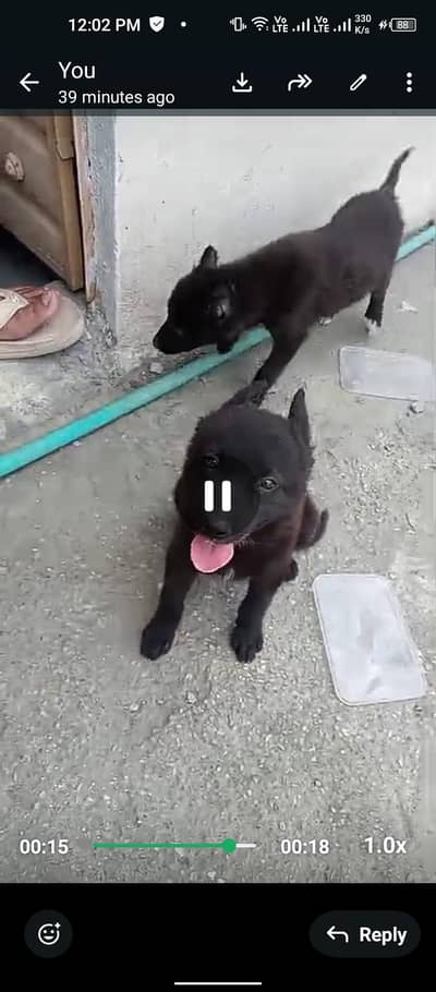 Dogs for sale