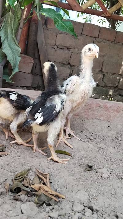 Shamo / German Shamo / Japanese Shamo/ Cheena /,Lakha/Long tail pheno