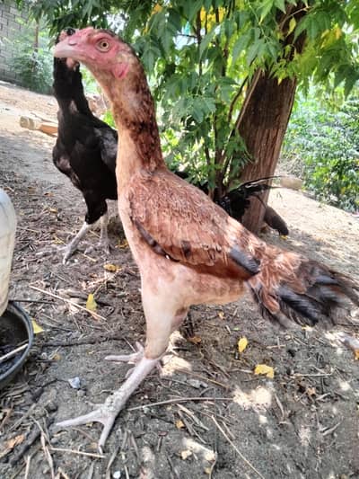 aseel  bloodline for sale