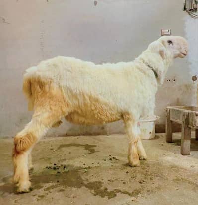 Qurbani Sheep | Bakra | Sheep | Mundra chatra | mundra chtra