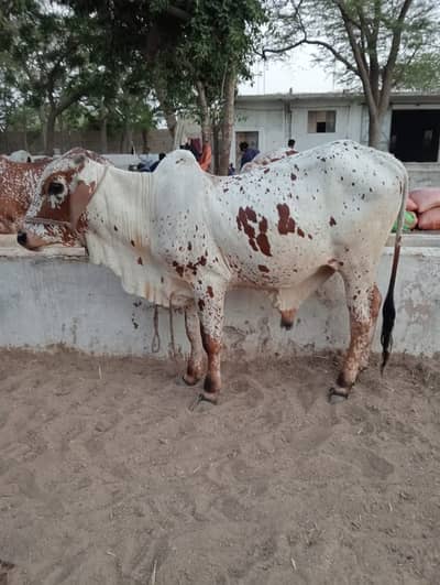 Qurbani Janwar available for sale