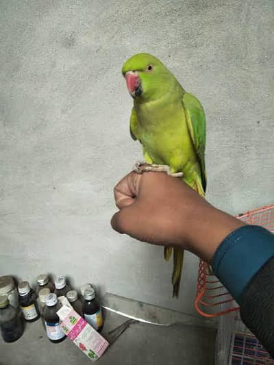 Green Parrot for Sale