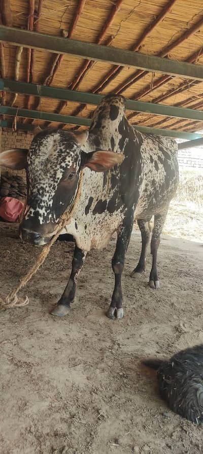 bull for sale My WhatsApp number 0340.6941346