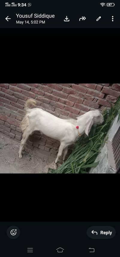 Bakra for sale