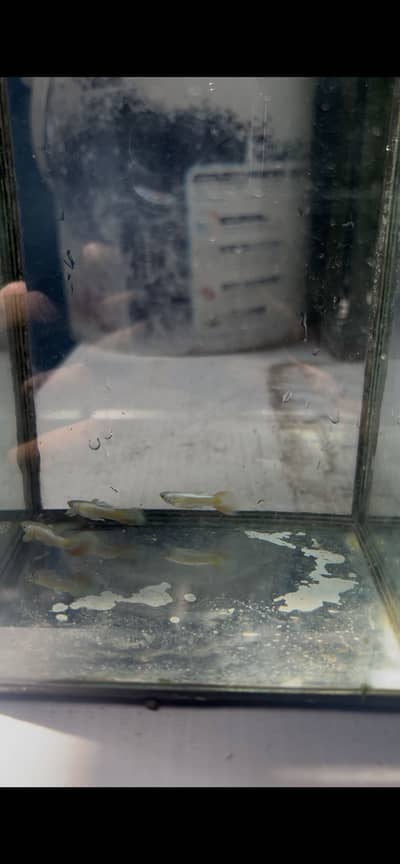 24k gold guppies