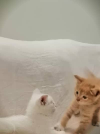 Persian kittens