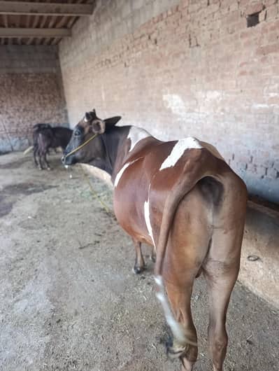 ghar ka tyar Kiya bachra for sale