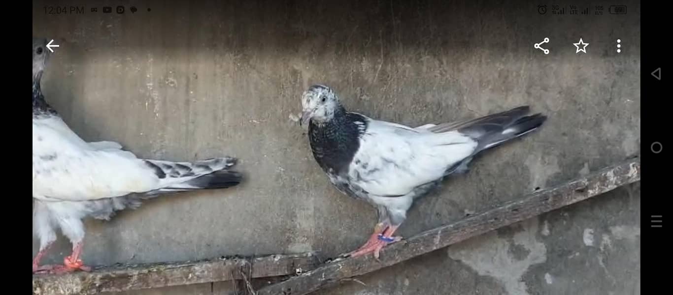 پروازی رزلٹڈ بچے 7