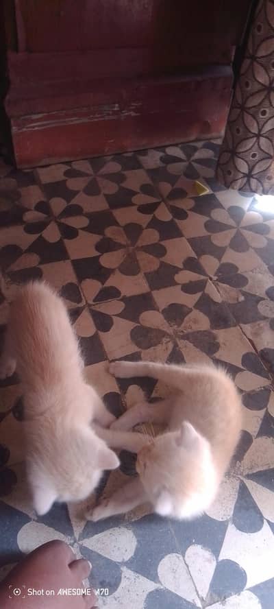 very playful