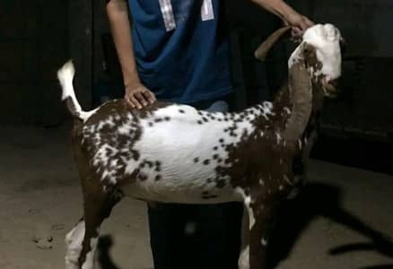 Bakra for sale
