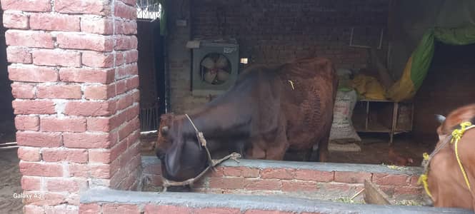 Jersey cross cow
