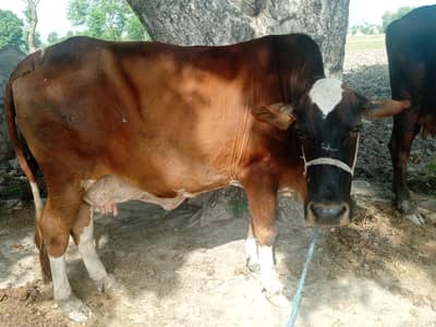  Qurbani keleye sale krni he
