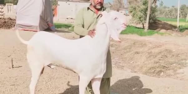 desi bakra 2 dant qurbani lgny wala contact WhatsApp,,03065914480