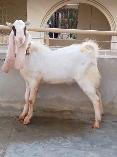 Bakra for sale