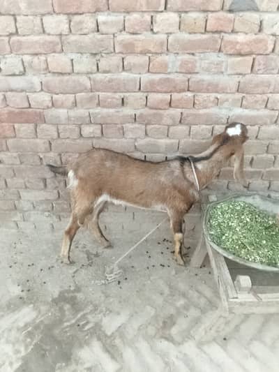 Qurbani 2026 ka Bakra (Dunda)