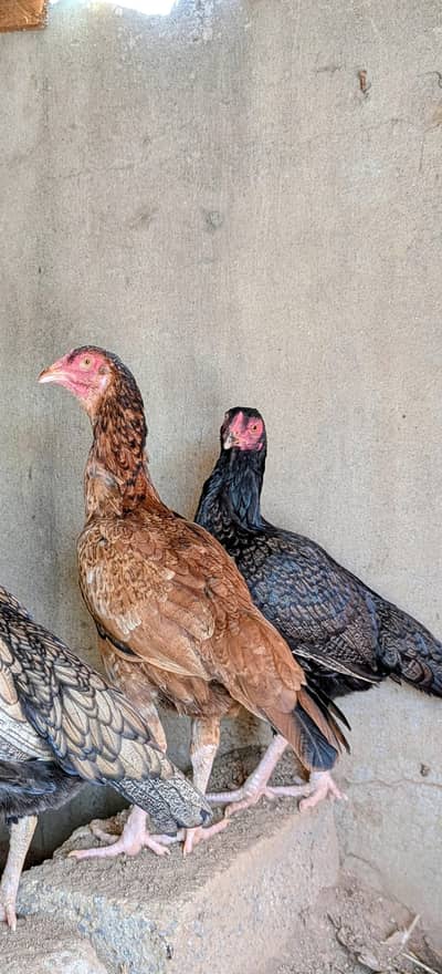 2 pawer mianwali quality female available Whatsapp: 03159640025
