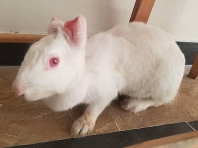 Newzland white female
