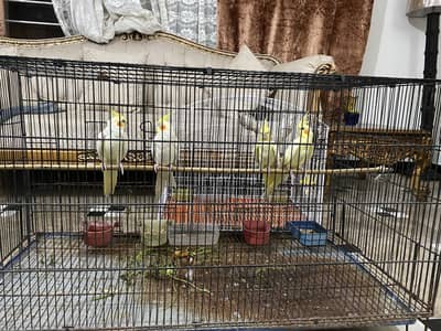 Cockateil red eye pair for sell in good price without cage