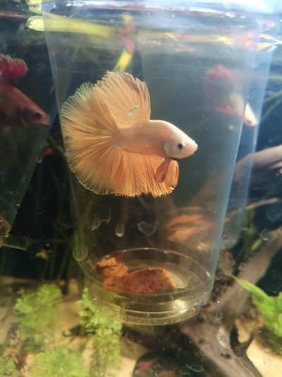 800 Betta A+grade available in stock