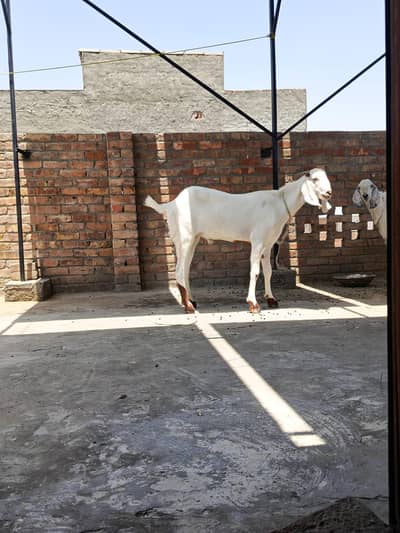 bakra for sale