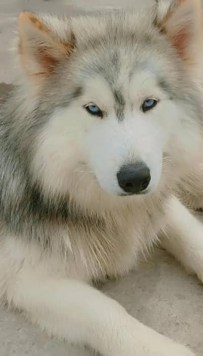alaskan malamute huskey  stud