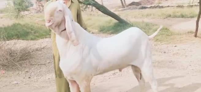 desi bakra 2 dant qurbani lgny wala contact WhatsApp,,03065914480