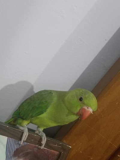 baby parrot