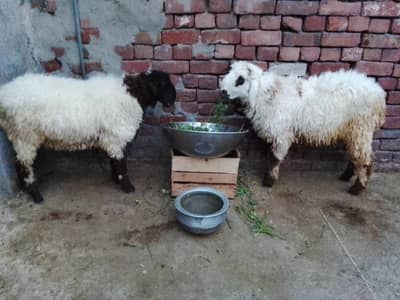 Qurbani 2026