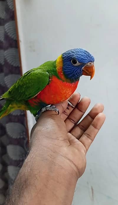 swinson lory Lorikeet