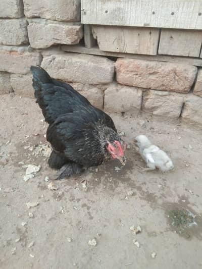 2 ASEEL HEN'S 2 BANTAM hens