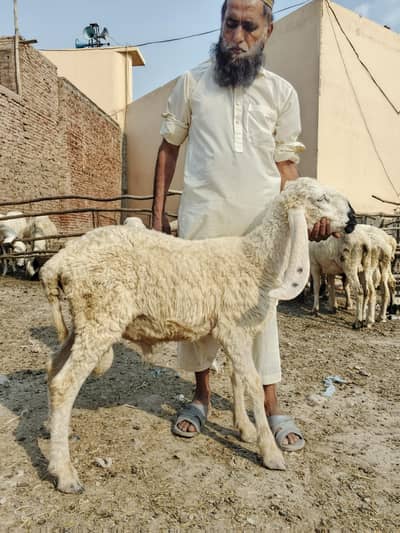 Derh Saal Ke 4 Male Sheep Sale Ke Liye