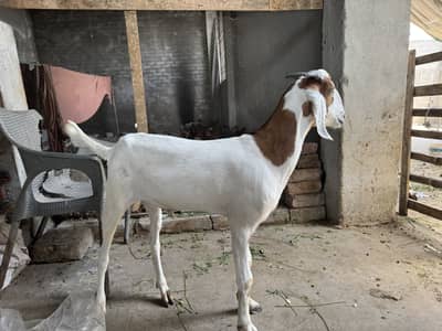 2 daant khassi bakray_Eid