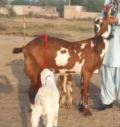 3 Bacchon Ka Sath Desi Bakri For Sale/03226643435)