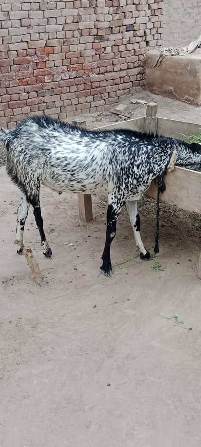 Bakra 1