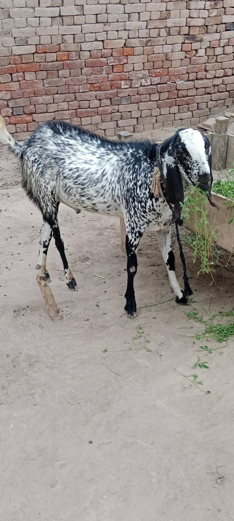 Bakra 1 1