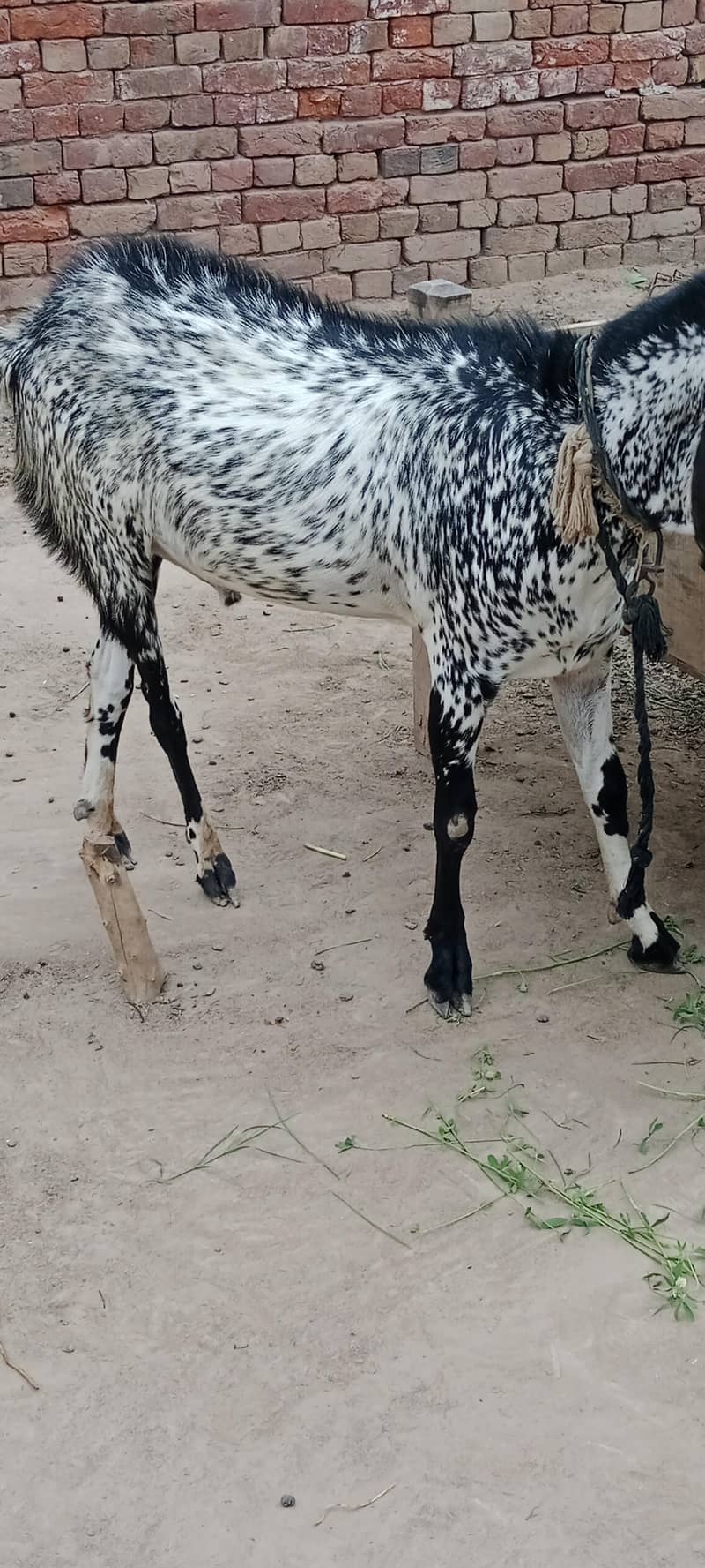 Bakra 1 2