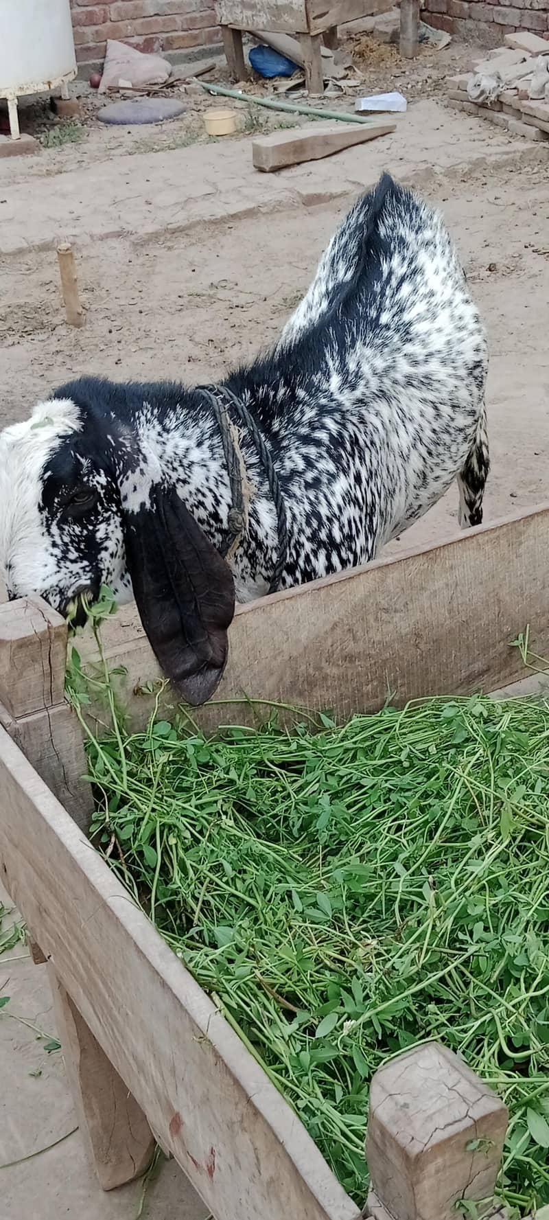 Bakra 1 3