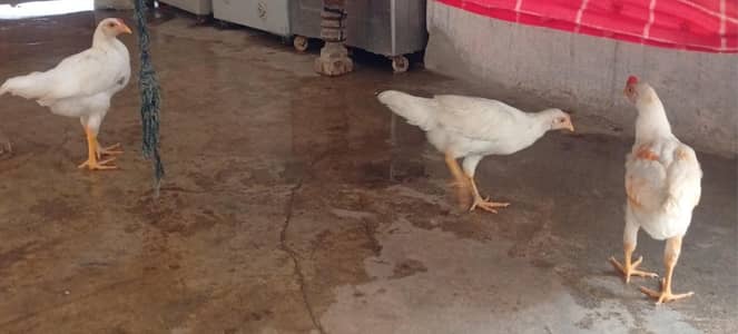 2 hen 1 cock