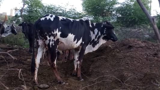 qurbani k janver for seal
