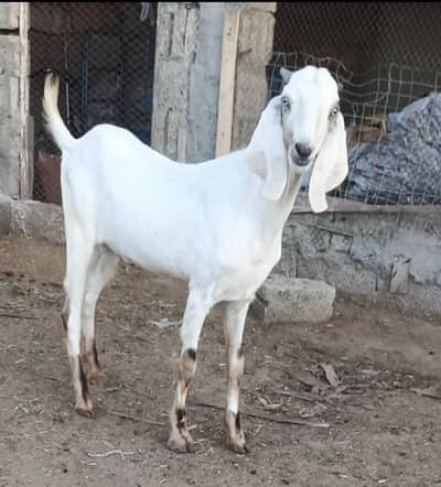 Qurbani Goats for sale in Islamabad