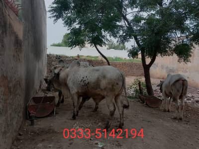 bull/ bail for qurbani
