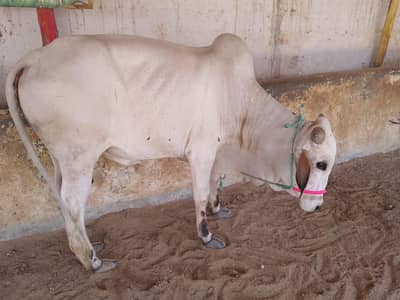 bachara for sale