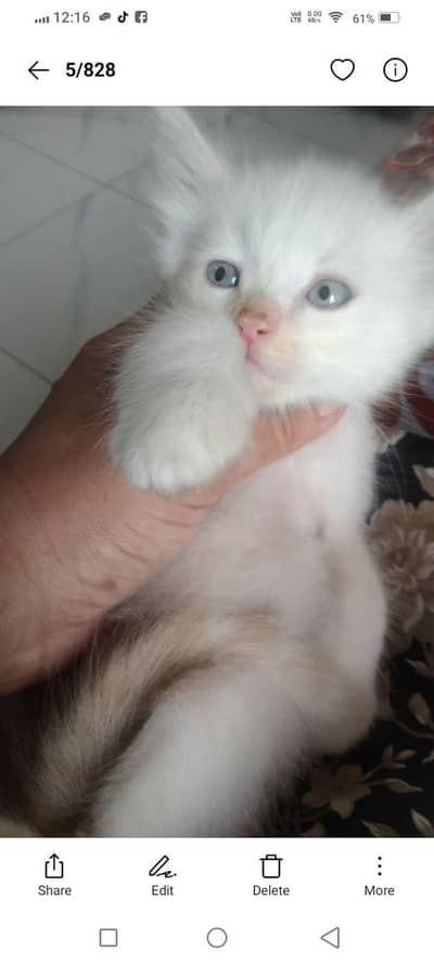 Persian kittens
