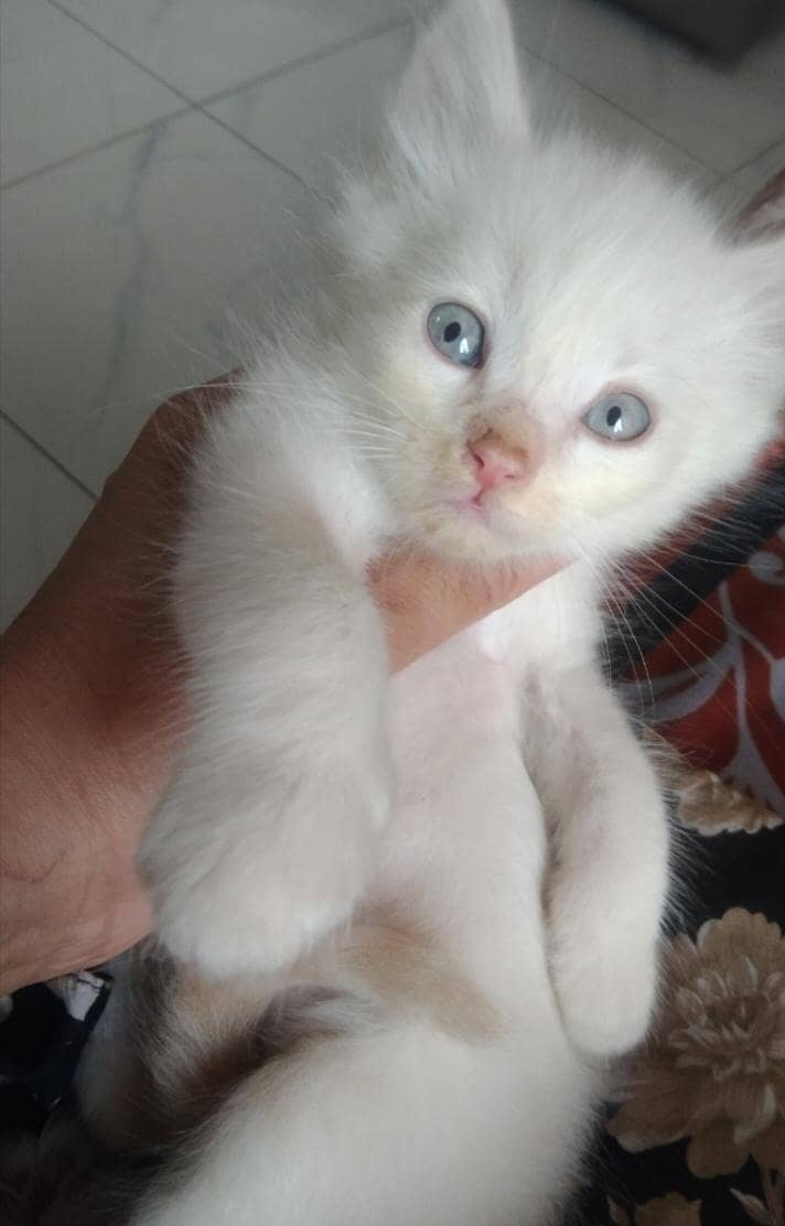 Persian kittens 1