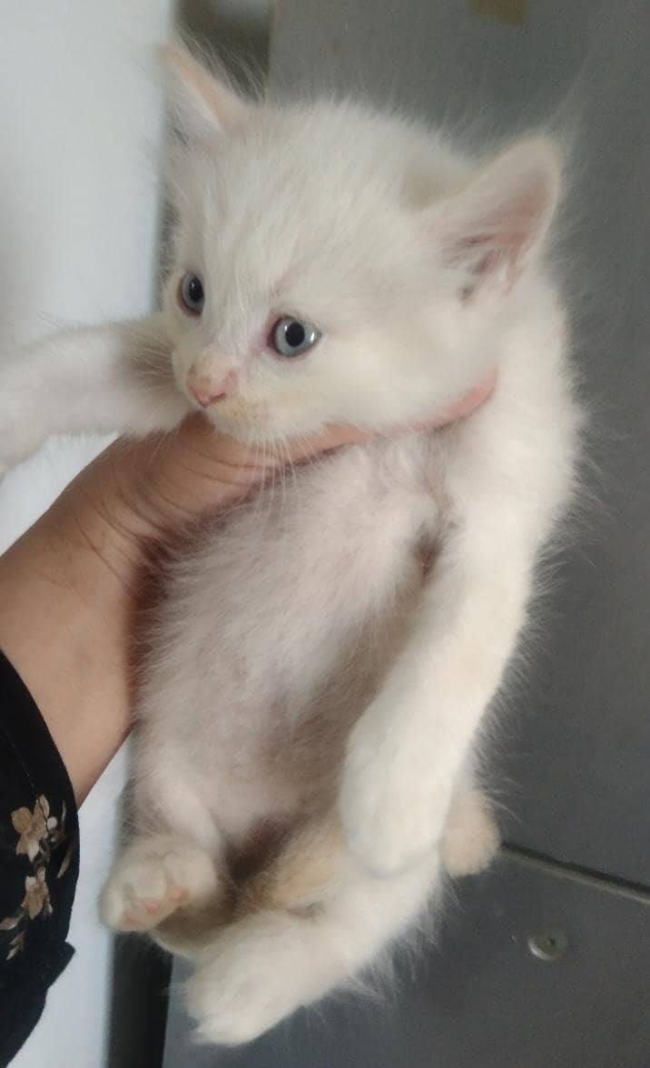 Persian kittens 2