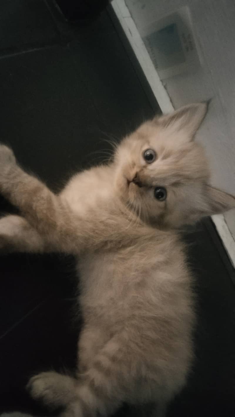 Persian kittens 3